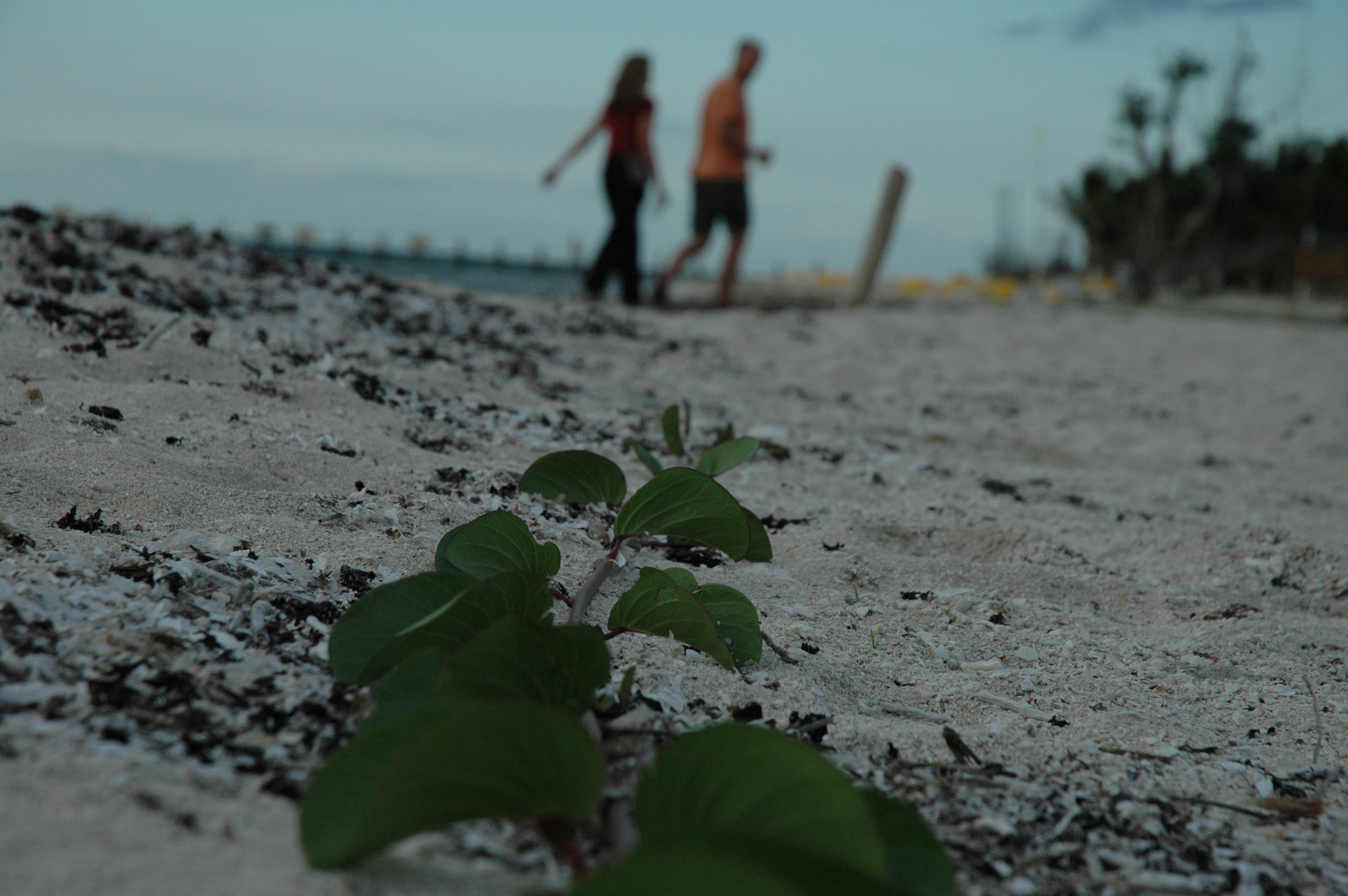 Beach Sand